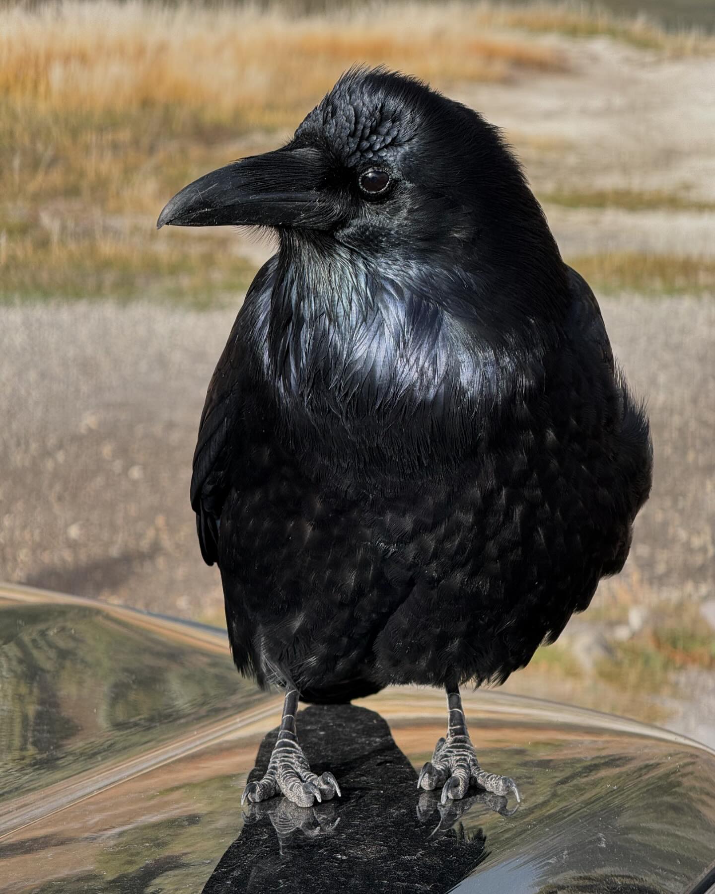 A corvid stares at the camera. It’s standing on the hood of a black car.