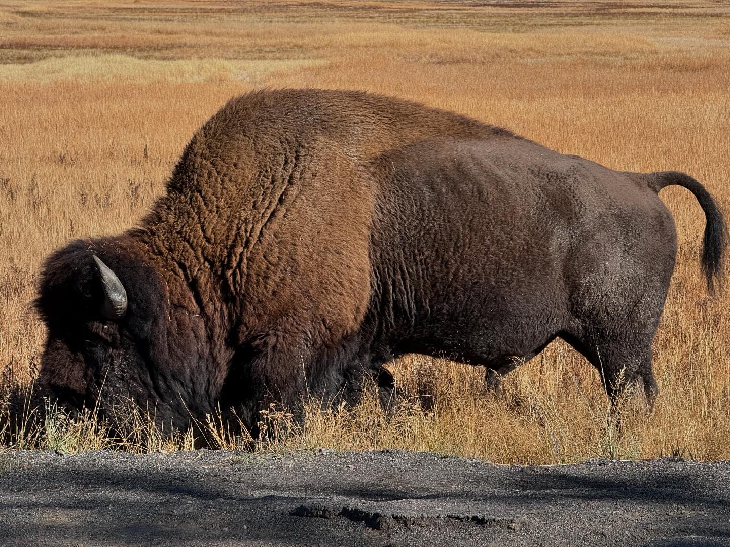 An American bison eats some grasses at the edge of a field.