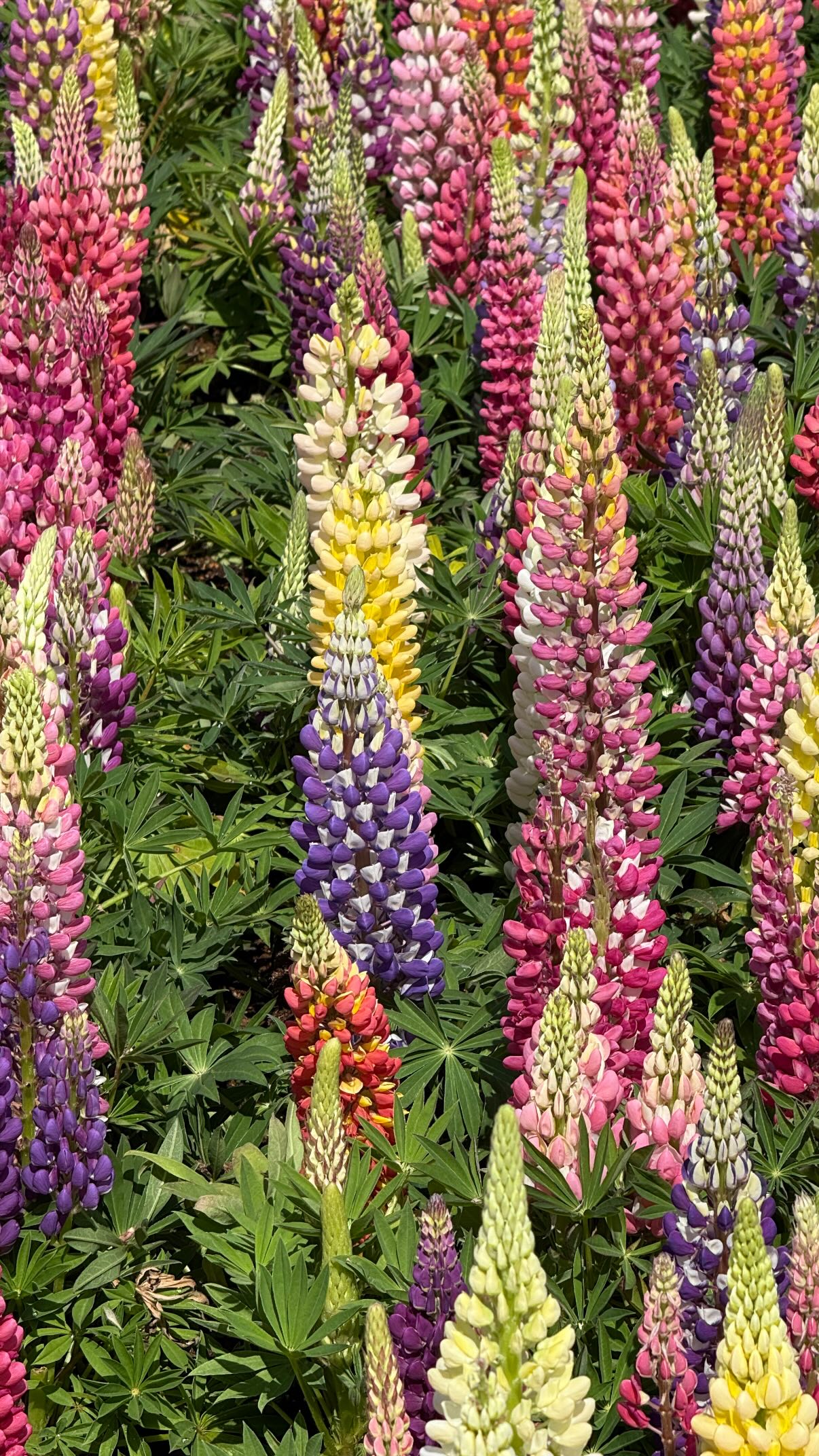 Many colorful, conical flowers are planted closely together.