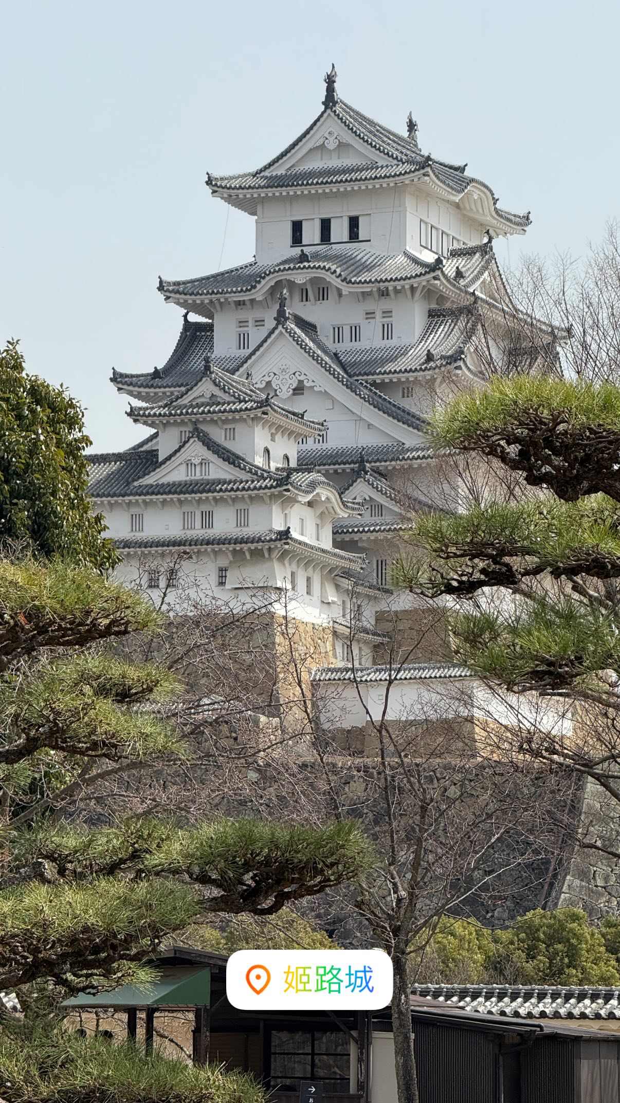 A white Japanese castle towers over its ramparts.