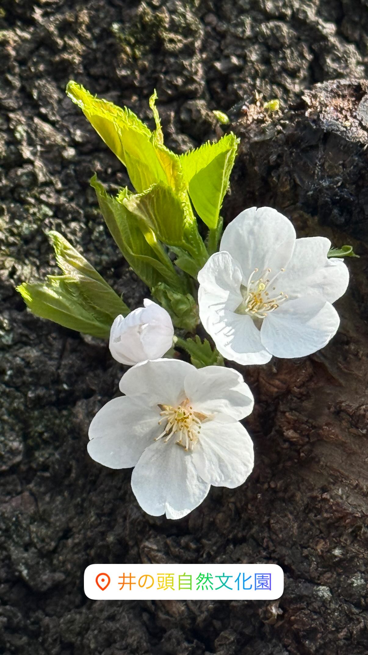 Three cherry blossoms sprout from the trunk of a tree.
