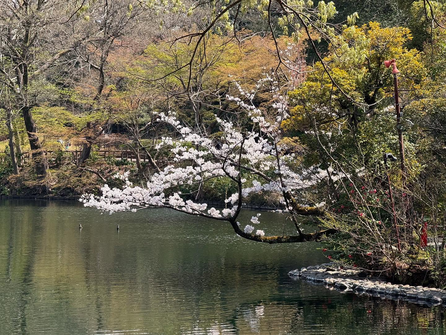 A large branch of a blooming cherry tree sticks out over a body of water.
