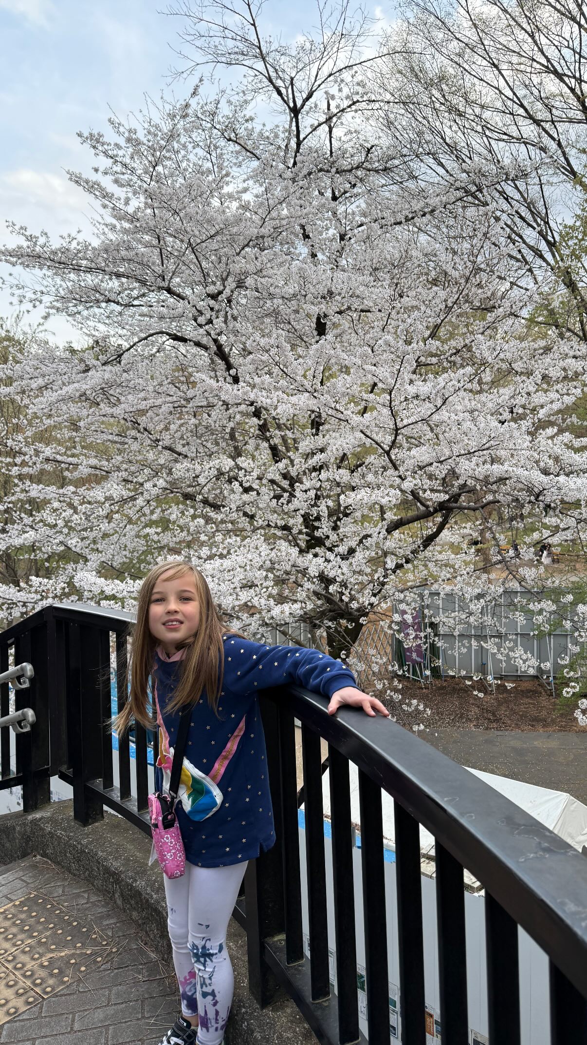 A child poses on a pedesrian bridge. Behind the bridge is a very large, blooming cherry tree.