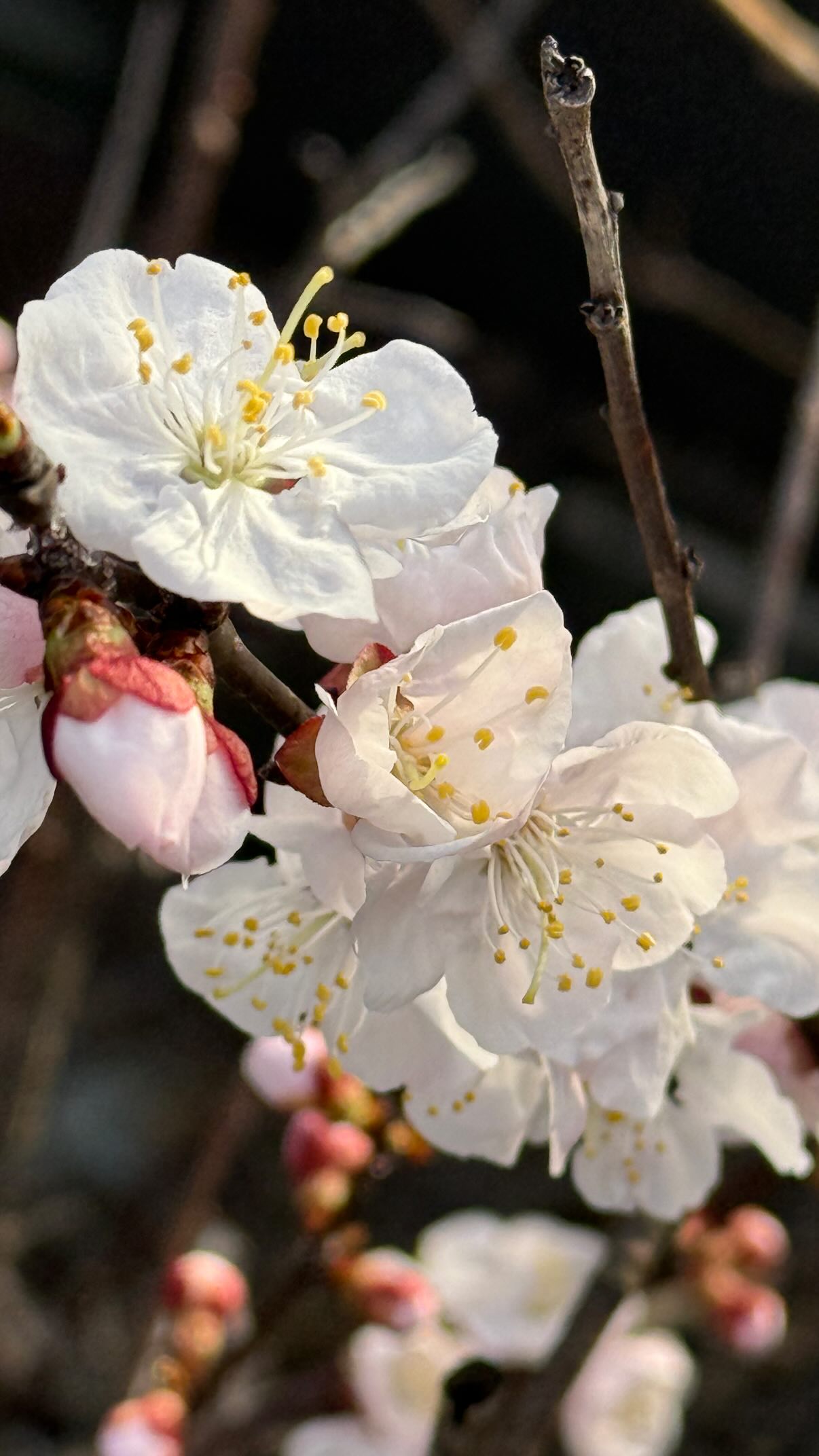 A close-up of a cluster of white cherry blossoms.