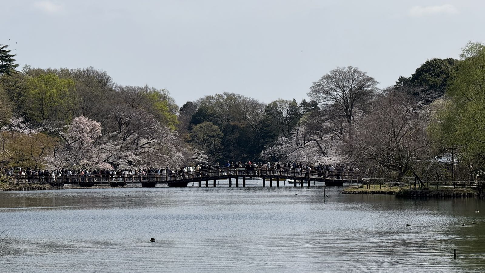 A curved Japanese footbridge spans a tranquil body of water. On both banks, several cherry trees are in bloom.