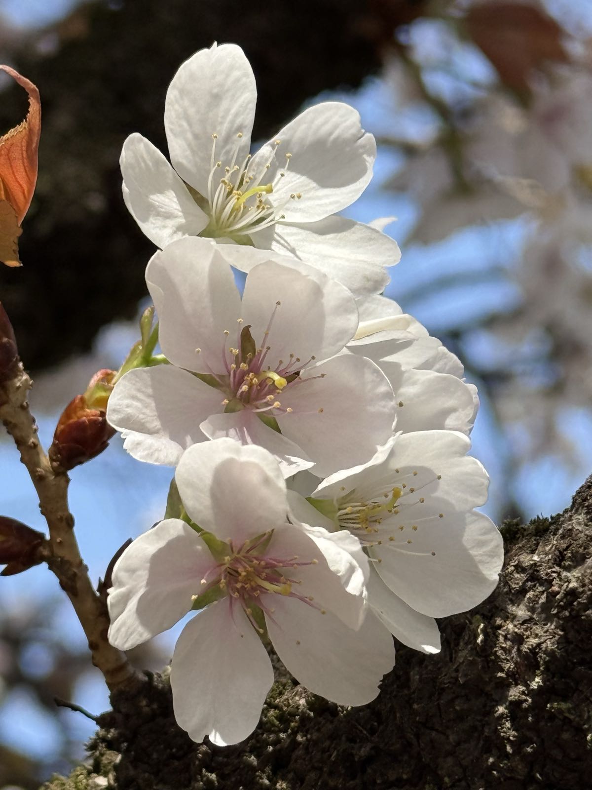 Four white cherry blossoms bloom on the branch of a cherry tree.