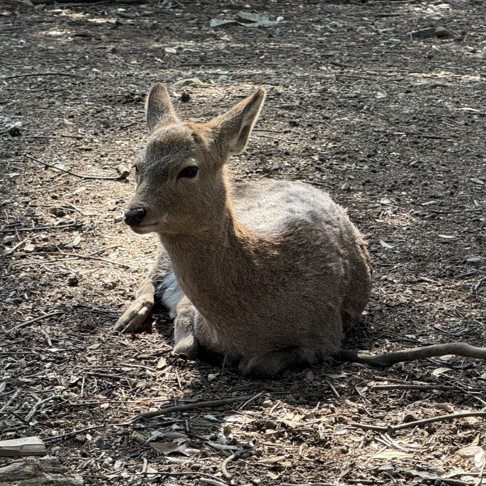 A sika deer sits on the ground. The brownish color of the deer is almost indistinguishable from the color of the ground underneath it.