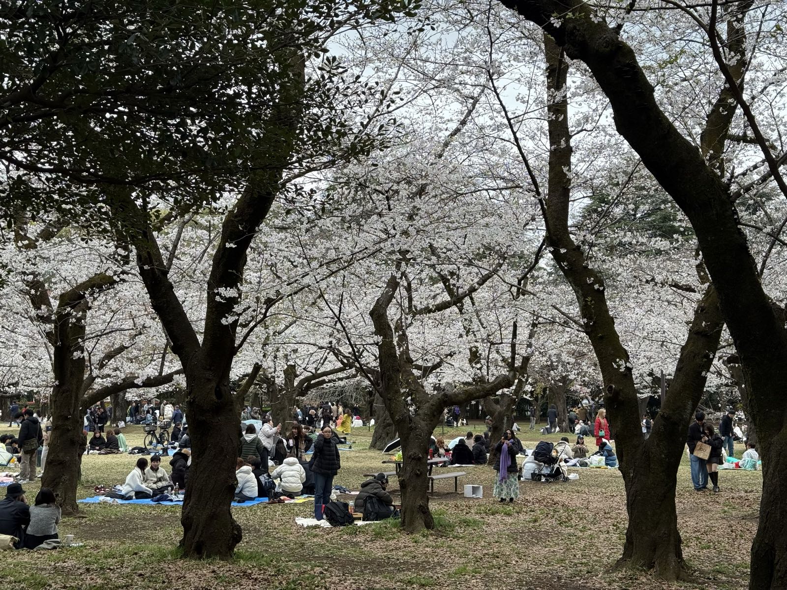 In a park full of cherry trees, many people sit in various groups.