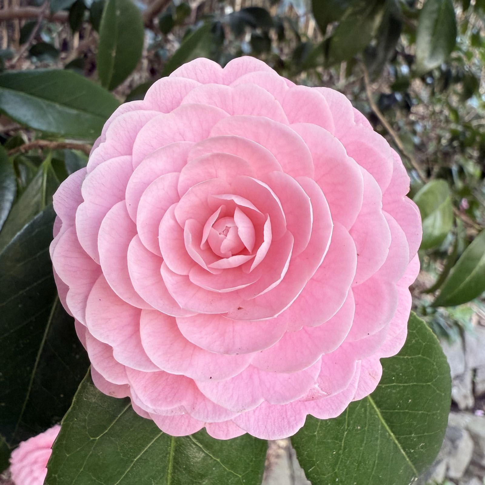 A close-up of a many-petaled, circular pink flower.
