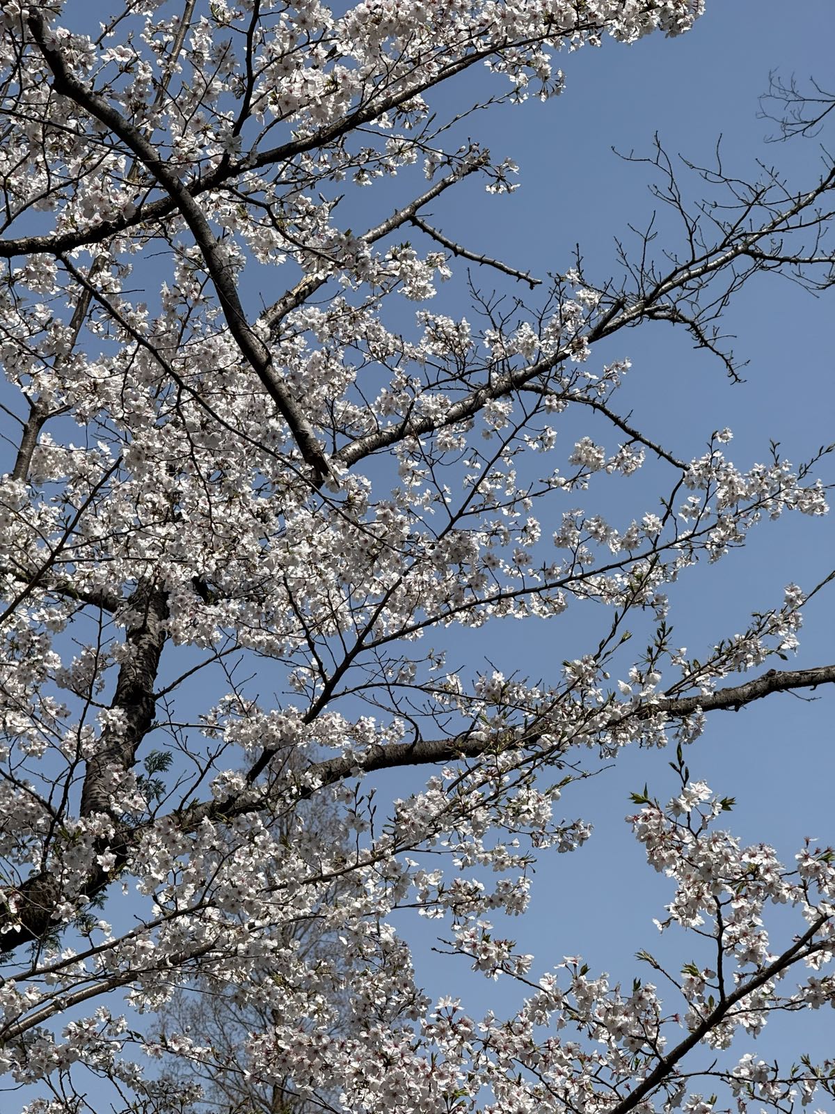 Various branches of a cherry tree sprout many white blossoms.