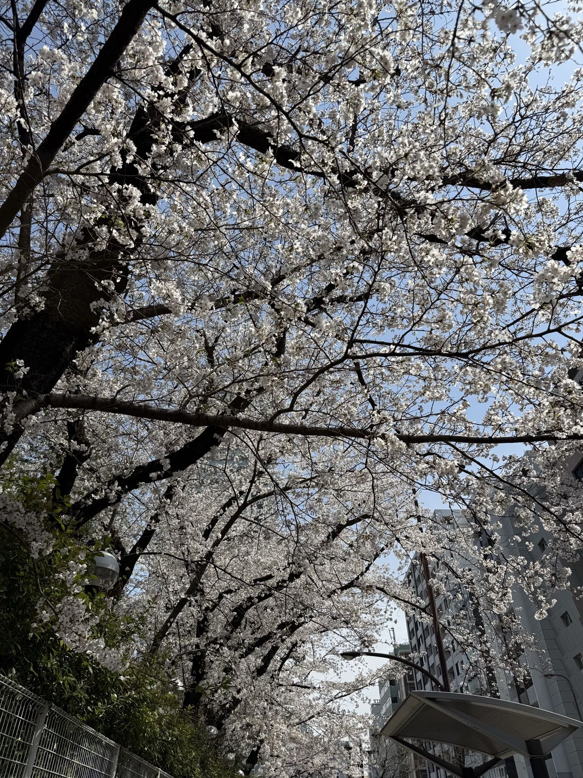 Several cherry trees overhang a fence along a street.