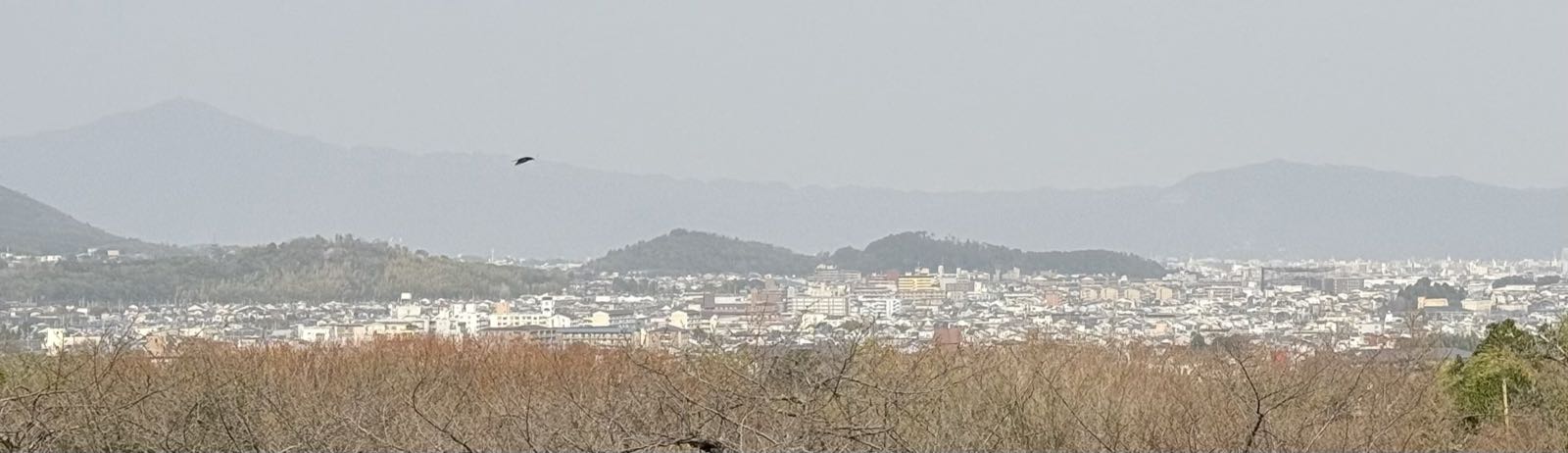 A dark bird flys over a field. Beyond the field, a cityscape dominates the view. Beyond the city, some mountains are visible.
