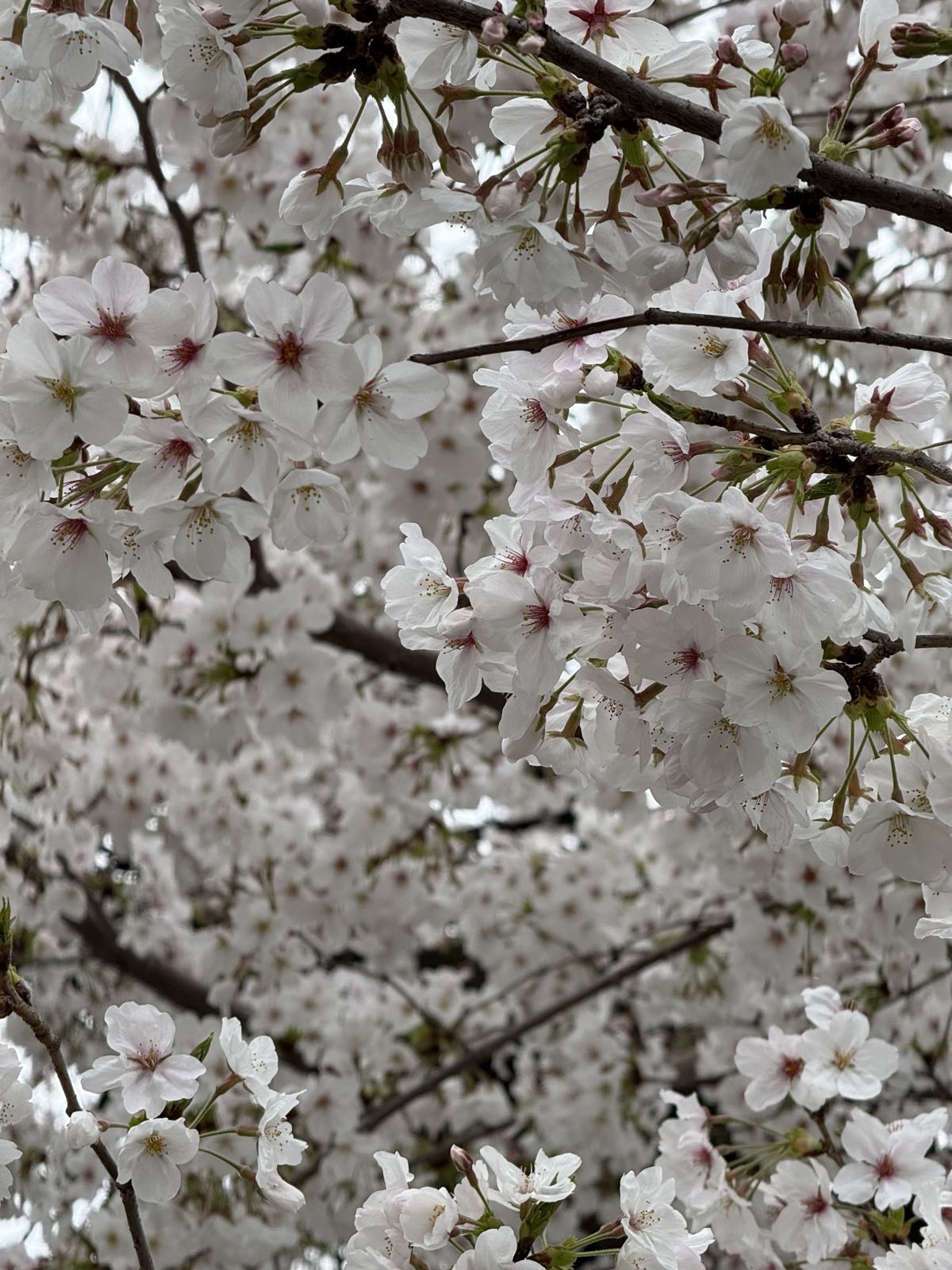 A dense canopy of white cherry blossoms.