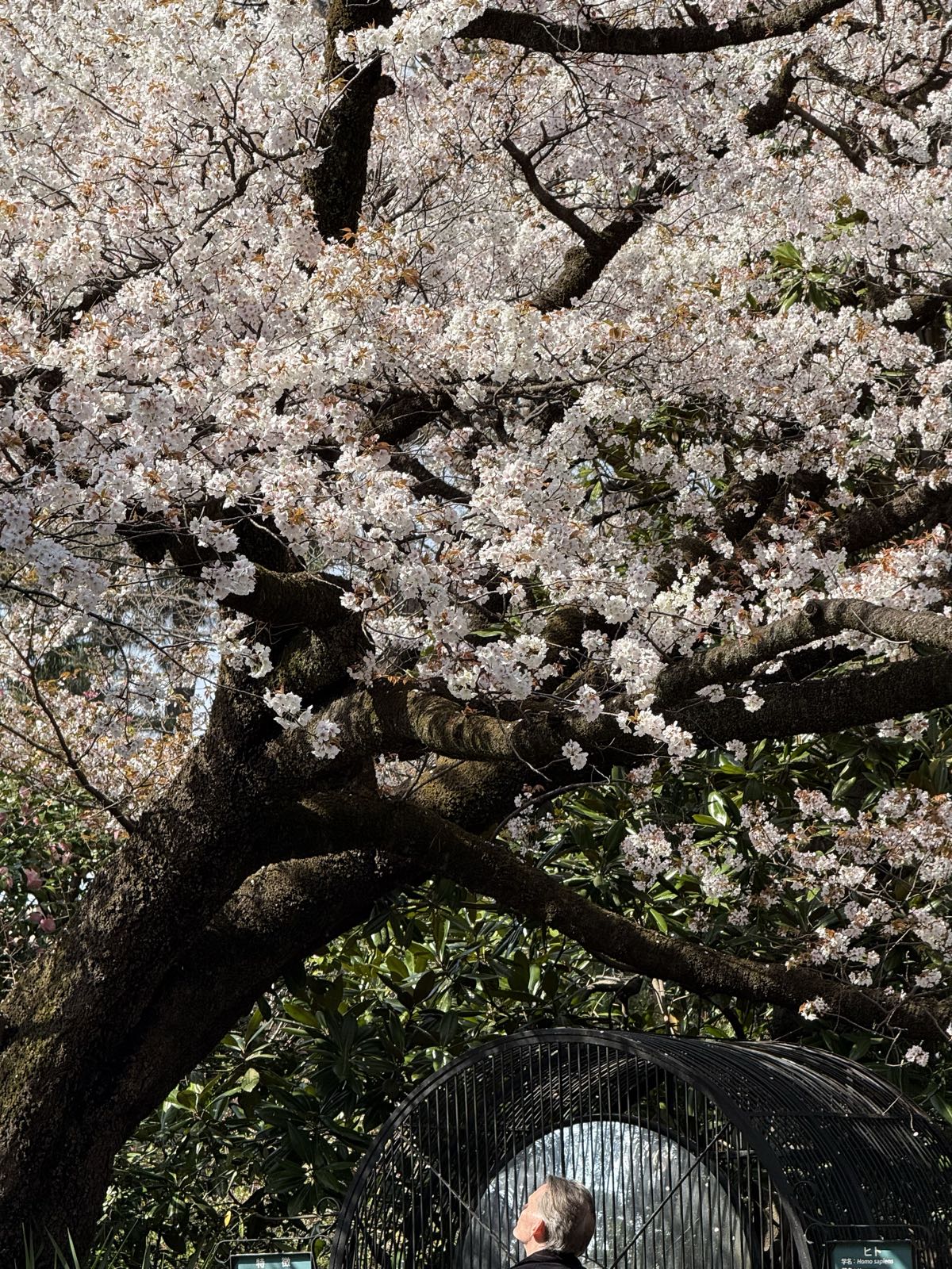 Mike looks up at the blossoms of a cherry tree.