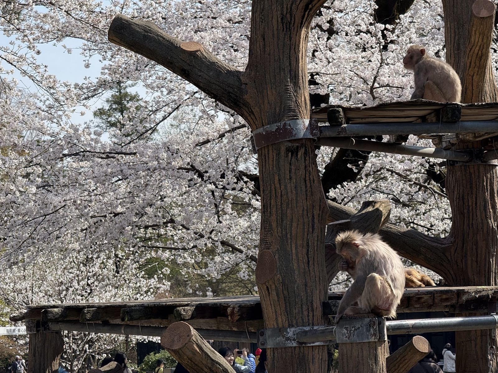 Two monkeys sit on a climbing structure in a zoo enclosure. Beyond them, several cherry trees are blooming.