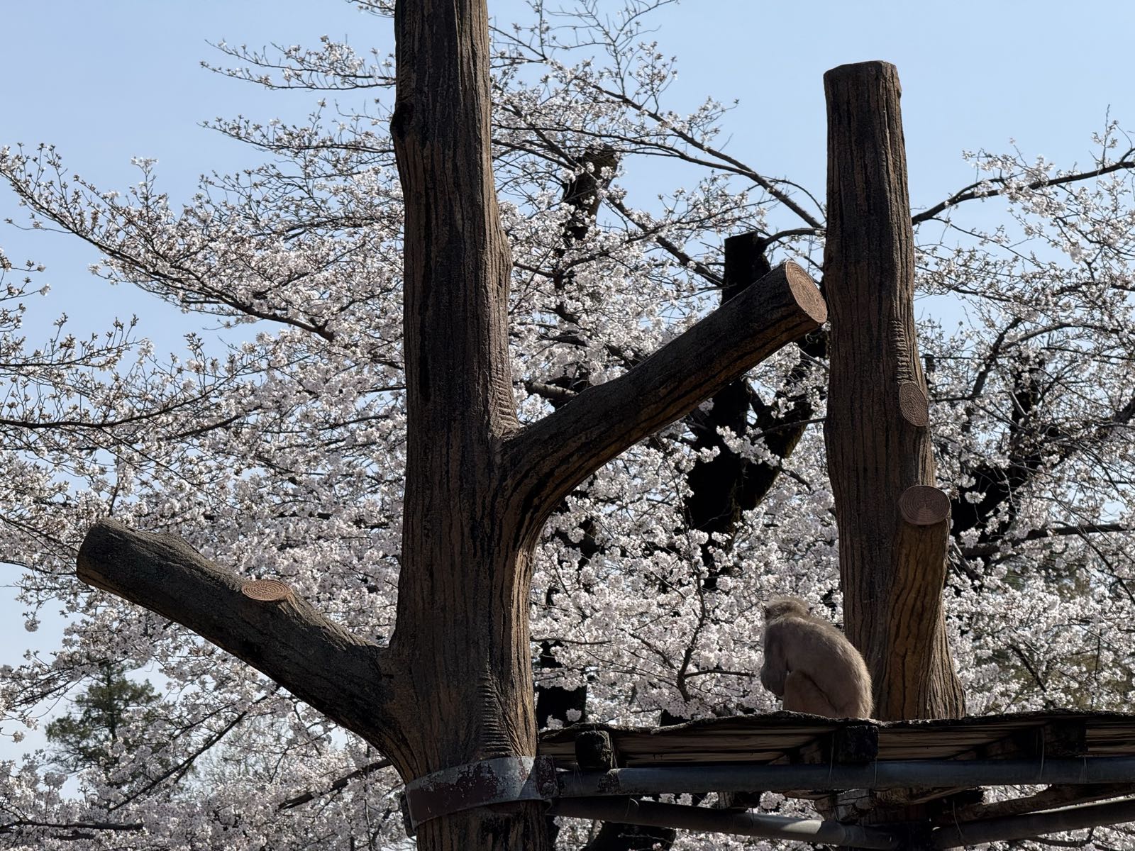 A monkey sits on a climbing structure in a zoo enclosure. Beyond it, several cherry trees are blooming.