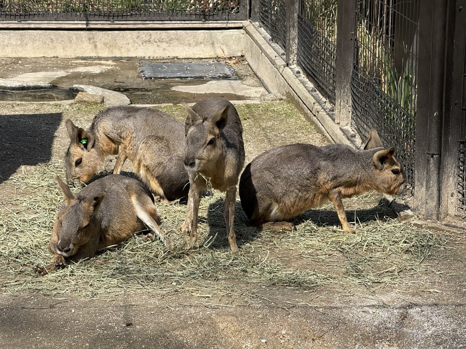 Four large, brown mammals stand around ina zoo enclosure. They appear to be some kind of rodent.