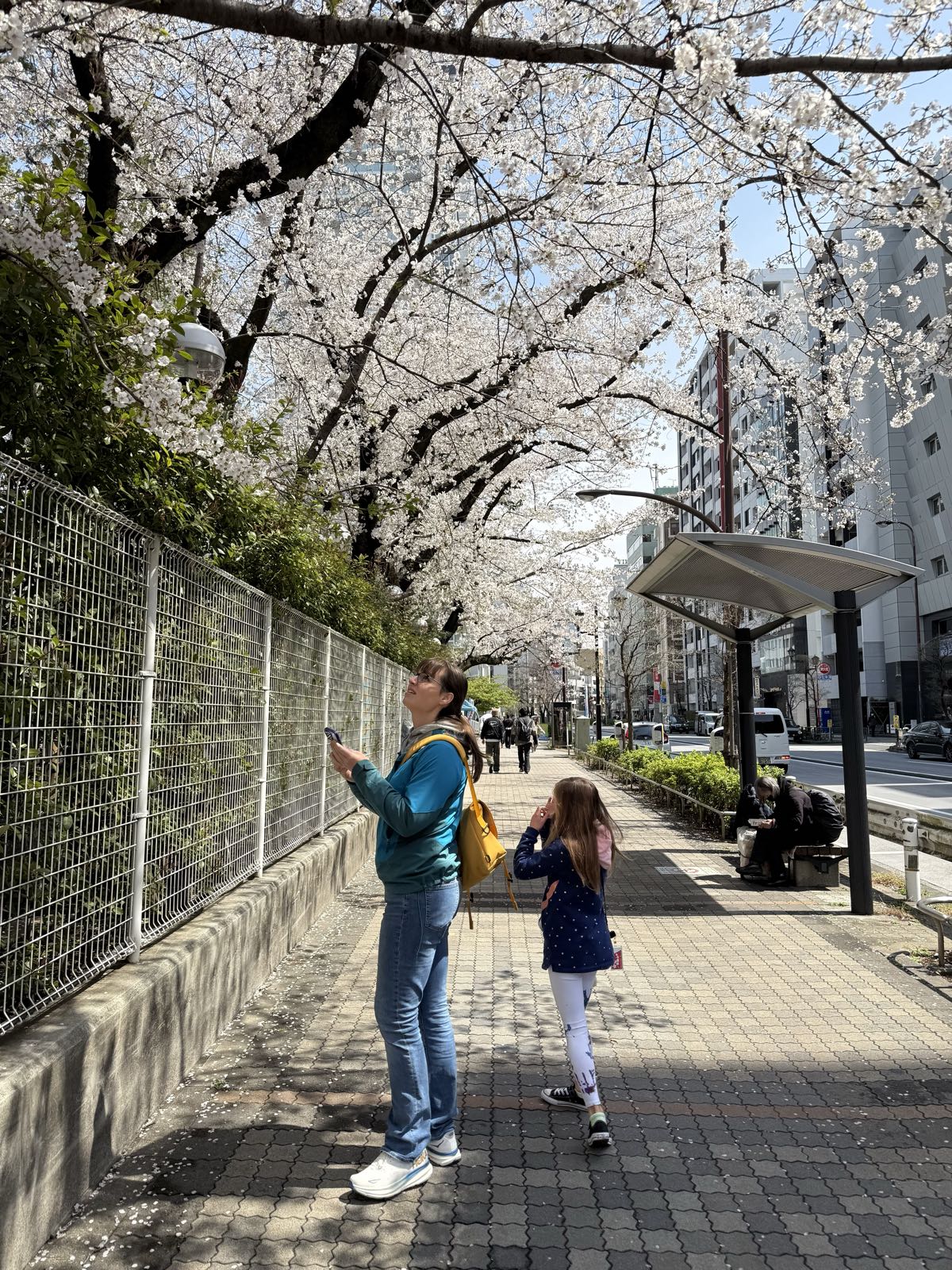 A woman and a girl look up at blossoming cherry trees, which overhang a fance and the sidewalk the two stand on.
