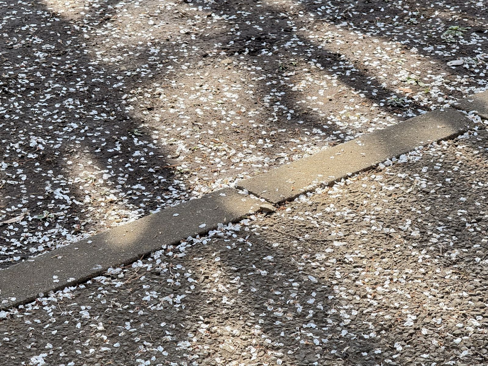 A gravel walkway is covered in numerous white cherry blossom petals.