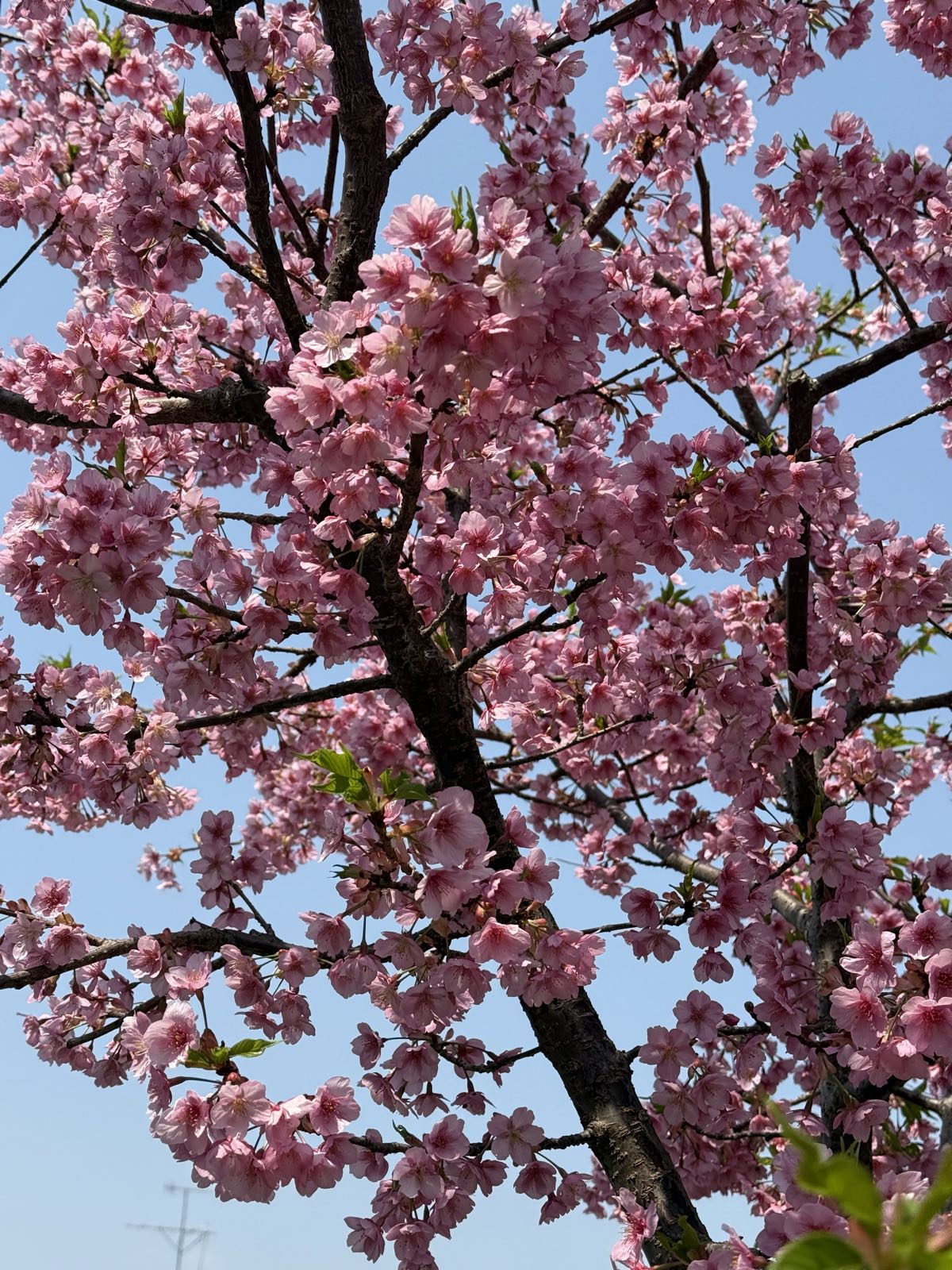 A tree is blooming with hundreds of pink cherry blossoms.