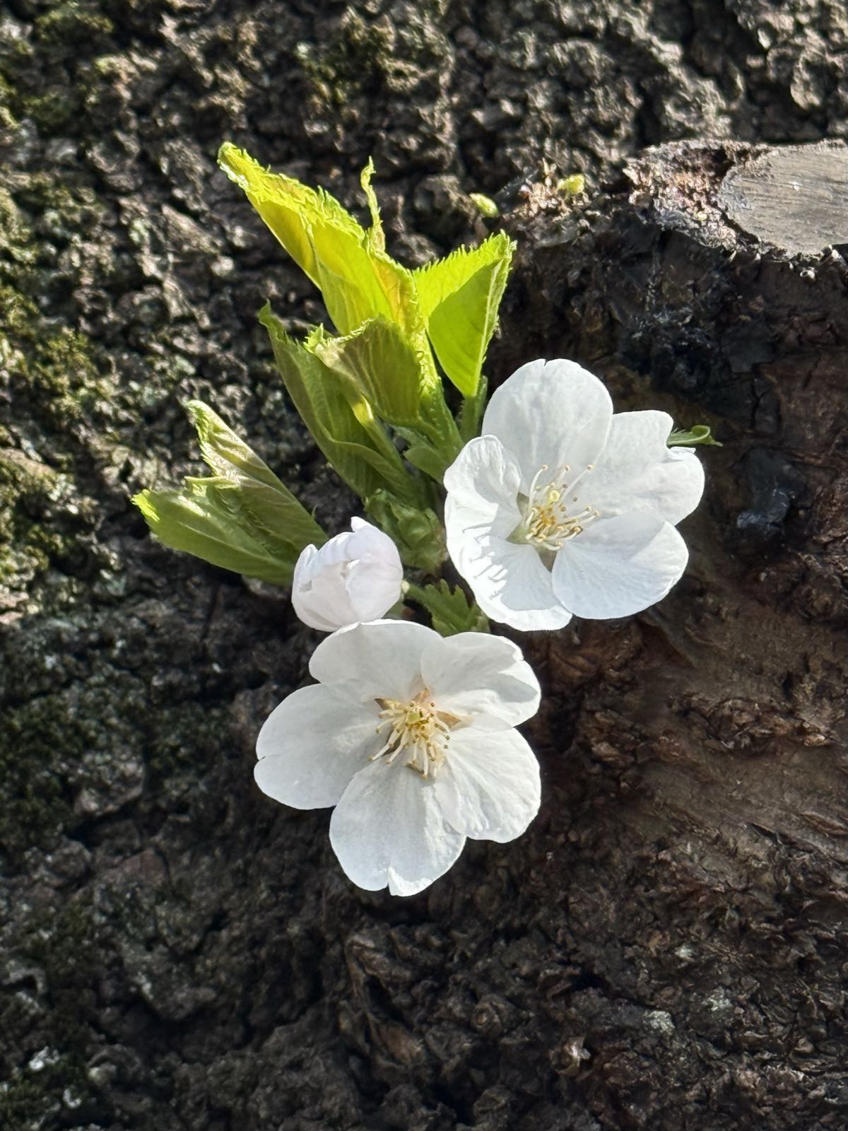 Three white cherry blossoms grow directly from the trunk of a cherry tree.