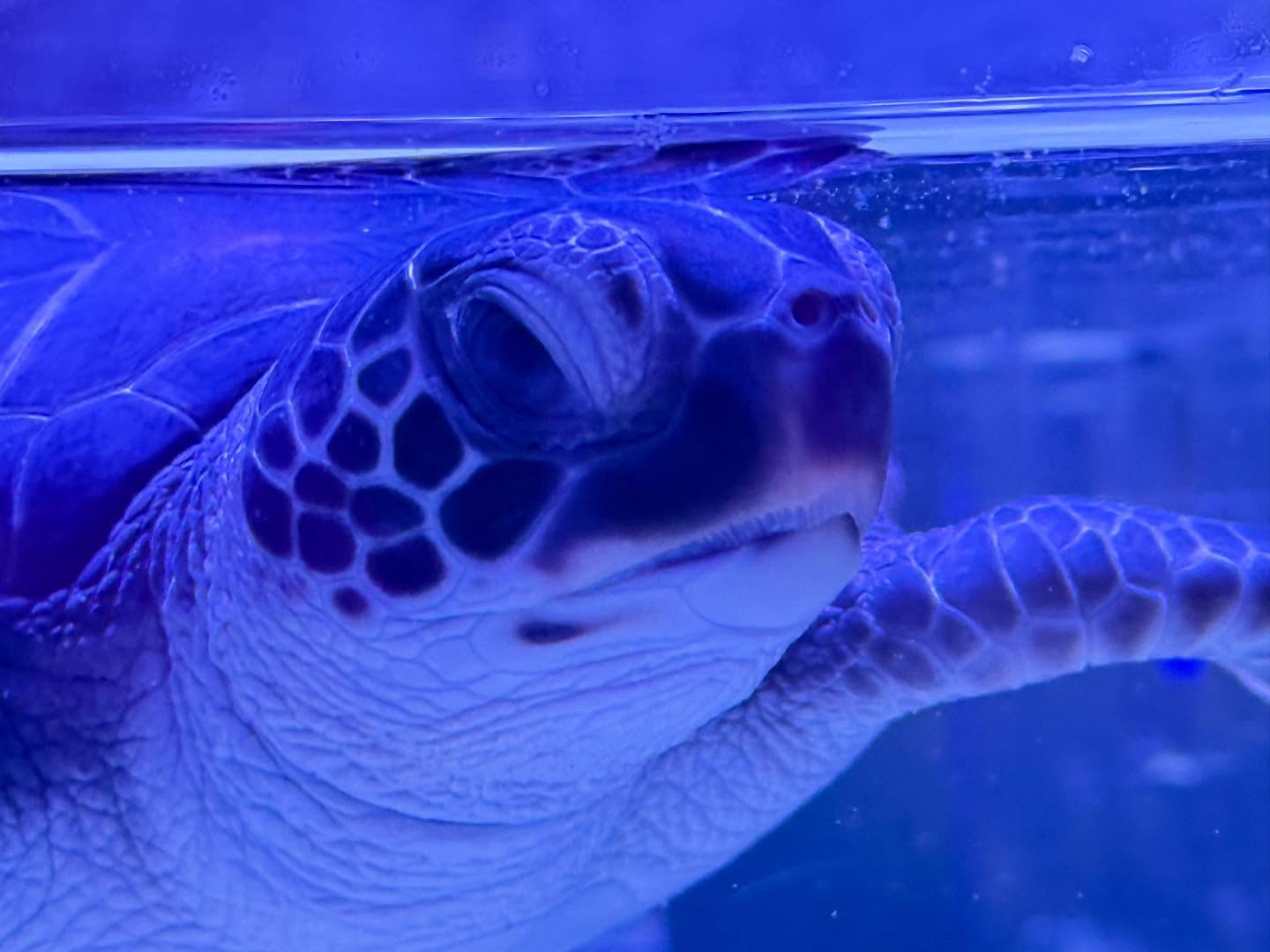 A close-up of the sea turtle visible in the previous photo.