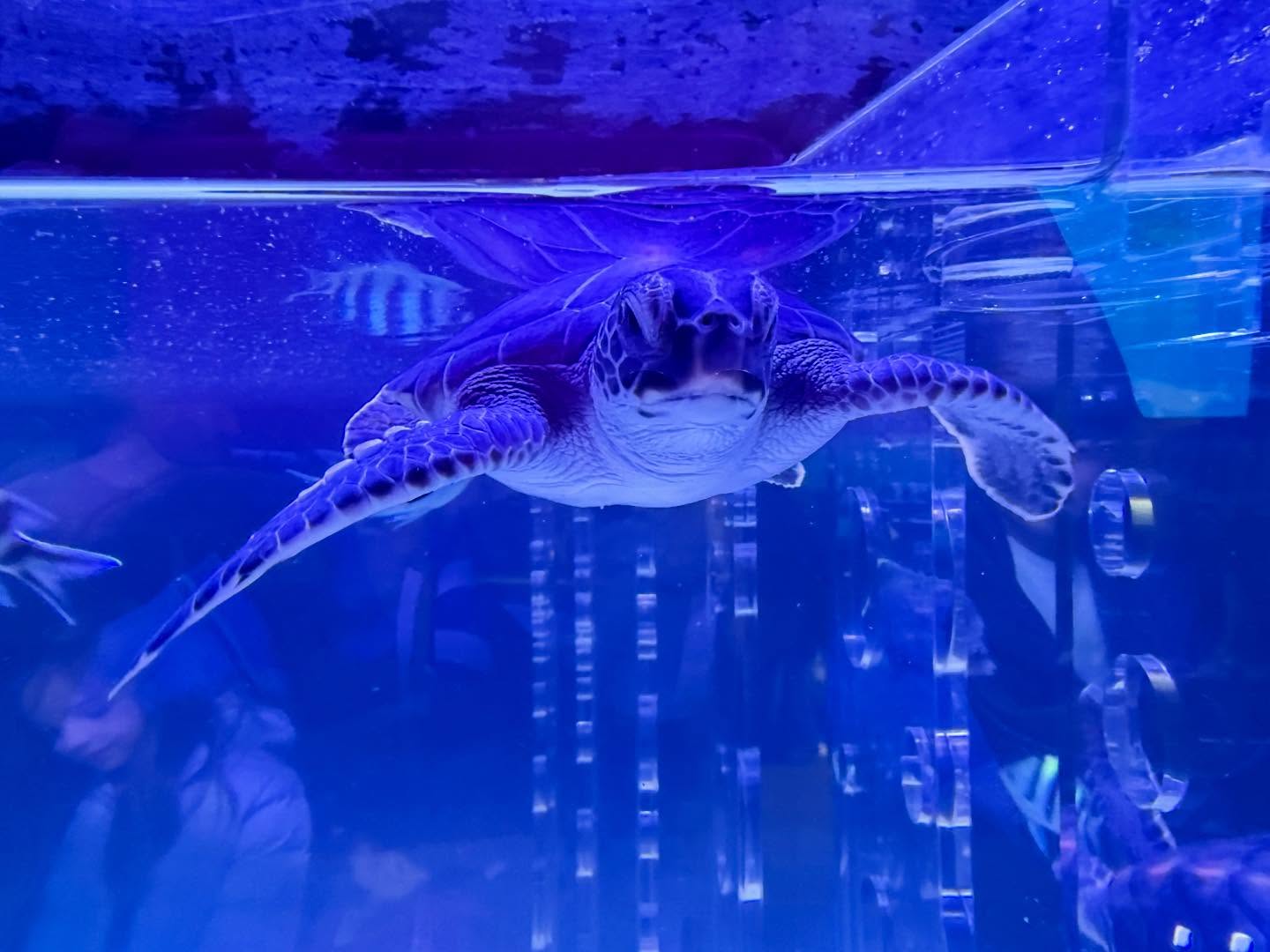 A sea turtle swims in an enclosue within an aquarium.