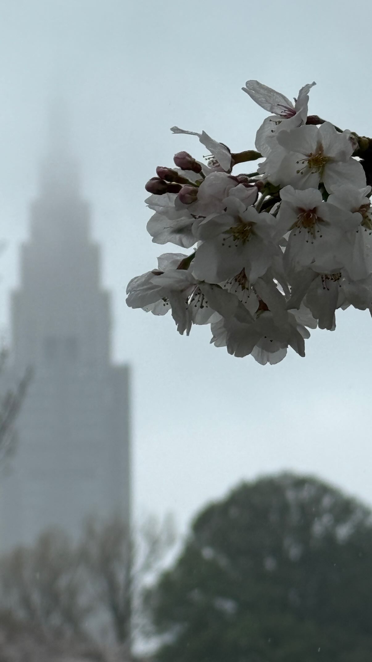 A cluster of cherry blossoms is in the foreground. A skyscraper is visible in the background.