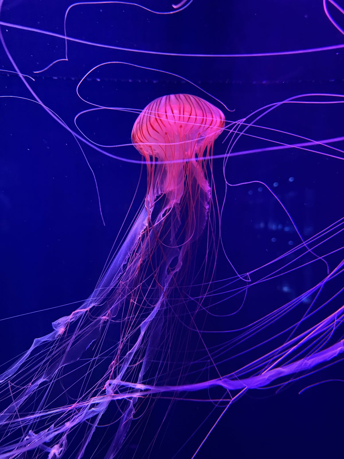 A jellyfish floats in blue water. The jellyfish has been lit up with pink light, so it appears to glow pink. It has many tendrils drifting in the water below and around it.