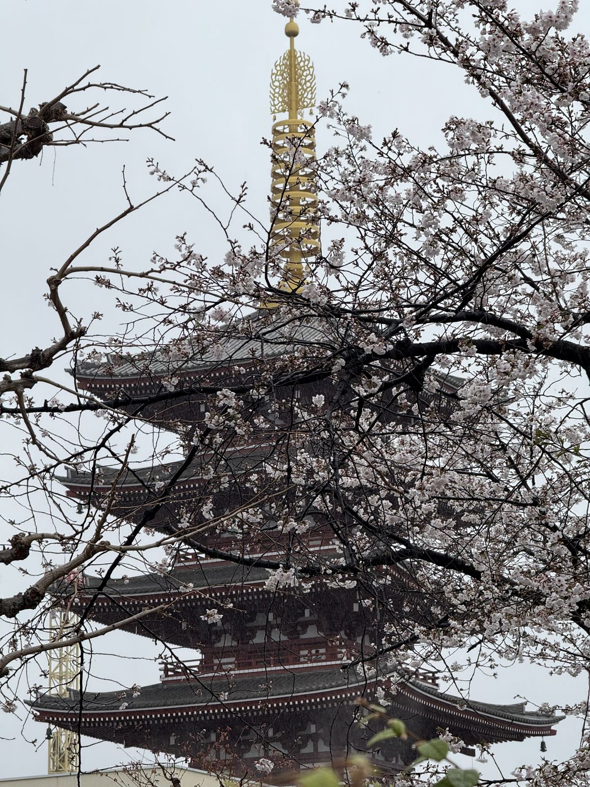 A multi-tiered Asian pagoda is visible behind the branches of a cherry tree.