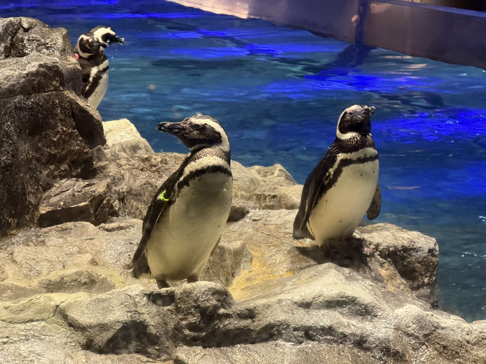 Several penguins stand on some rocks next to a pool of water.