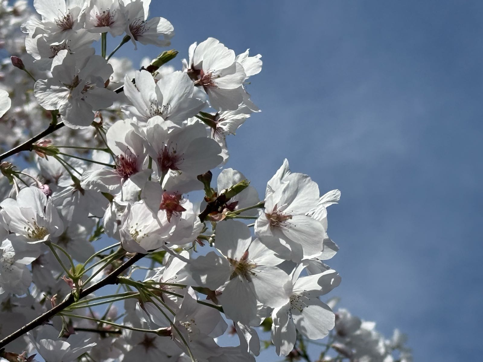 A cluster of cherry blossoms shine brightly on a sunny, clear day.