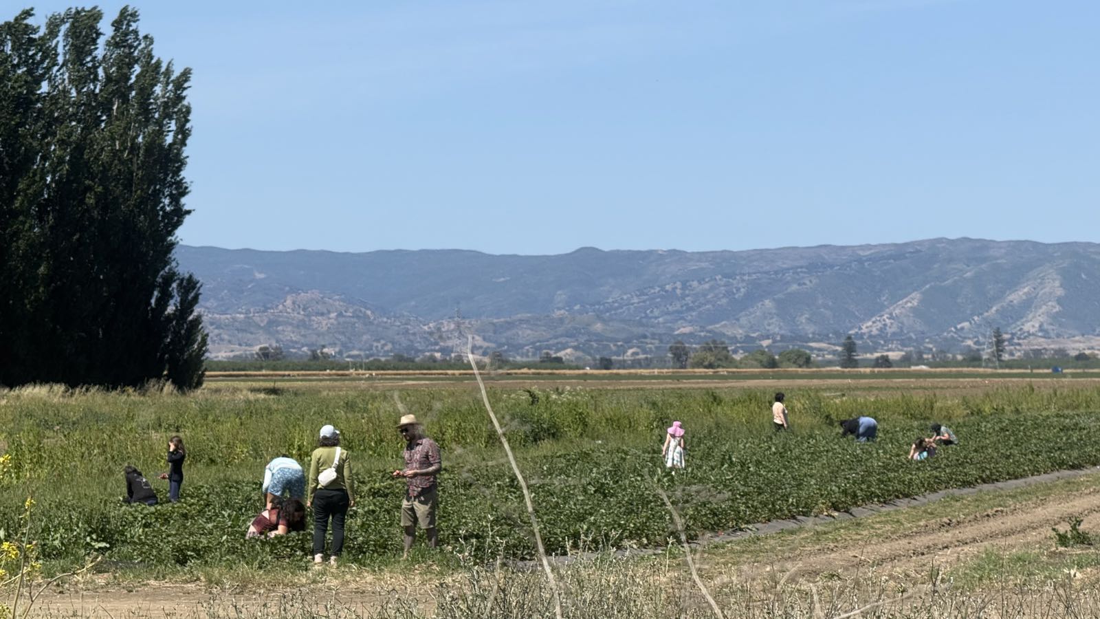 A dozen or so people pick strawberries under a clear, sunny sky.