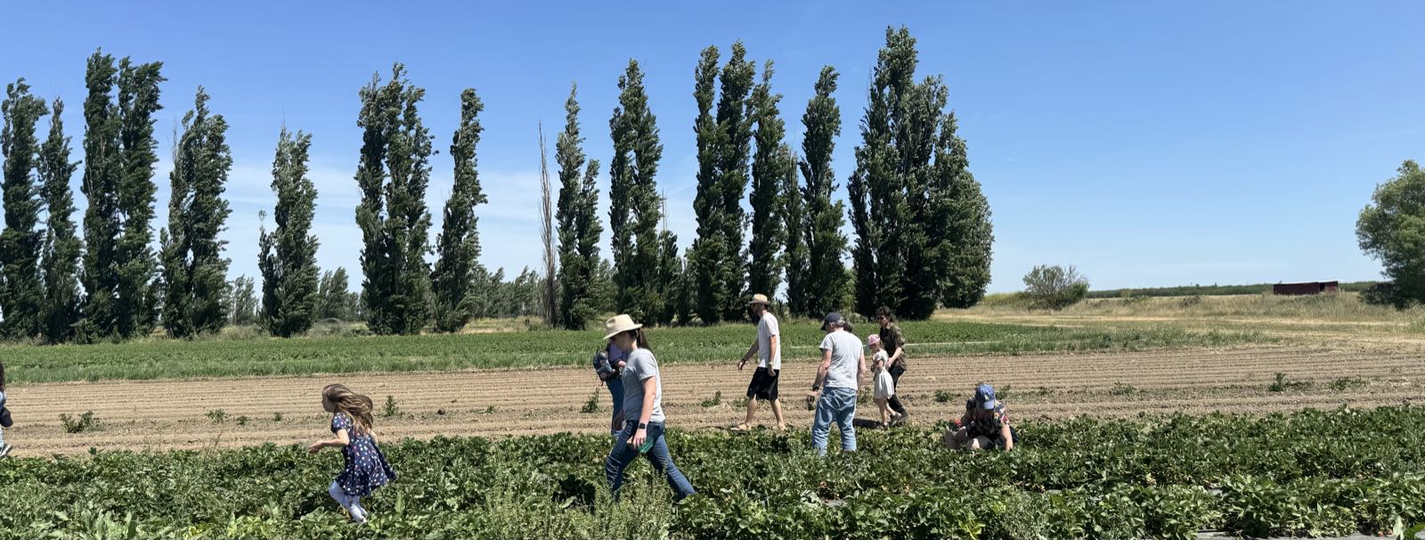 Under a sunny sky, a number of people are picking strawberries in a field.