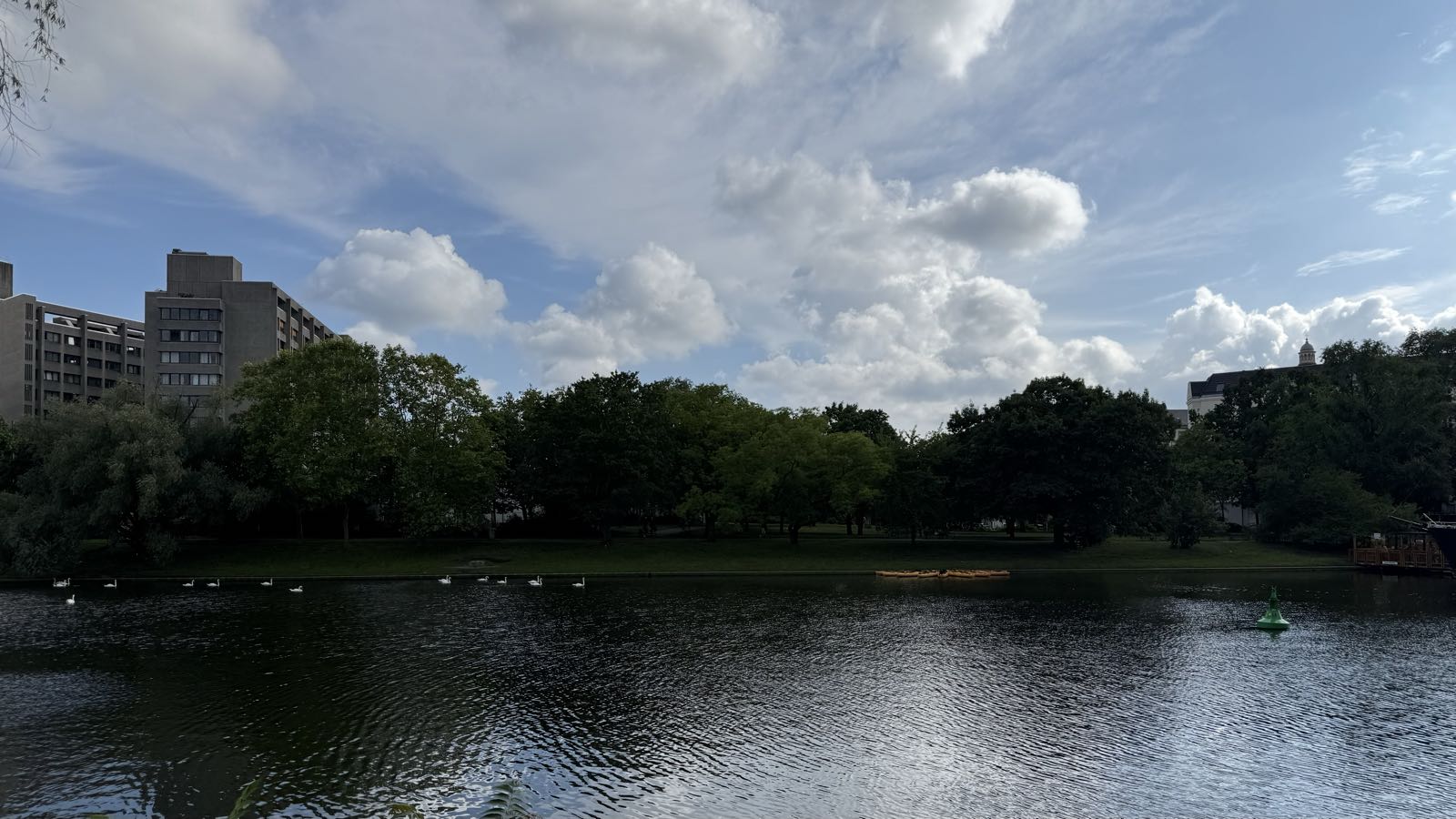 A group of swans swims along the banks of a body of water. The other shore is grassy, with many trees. A cloudy but bright sky hangs above the trees.