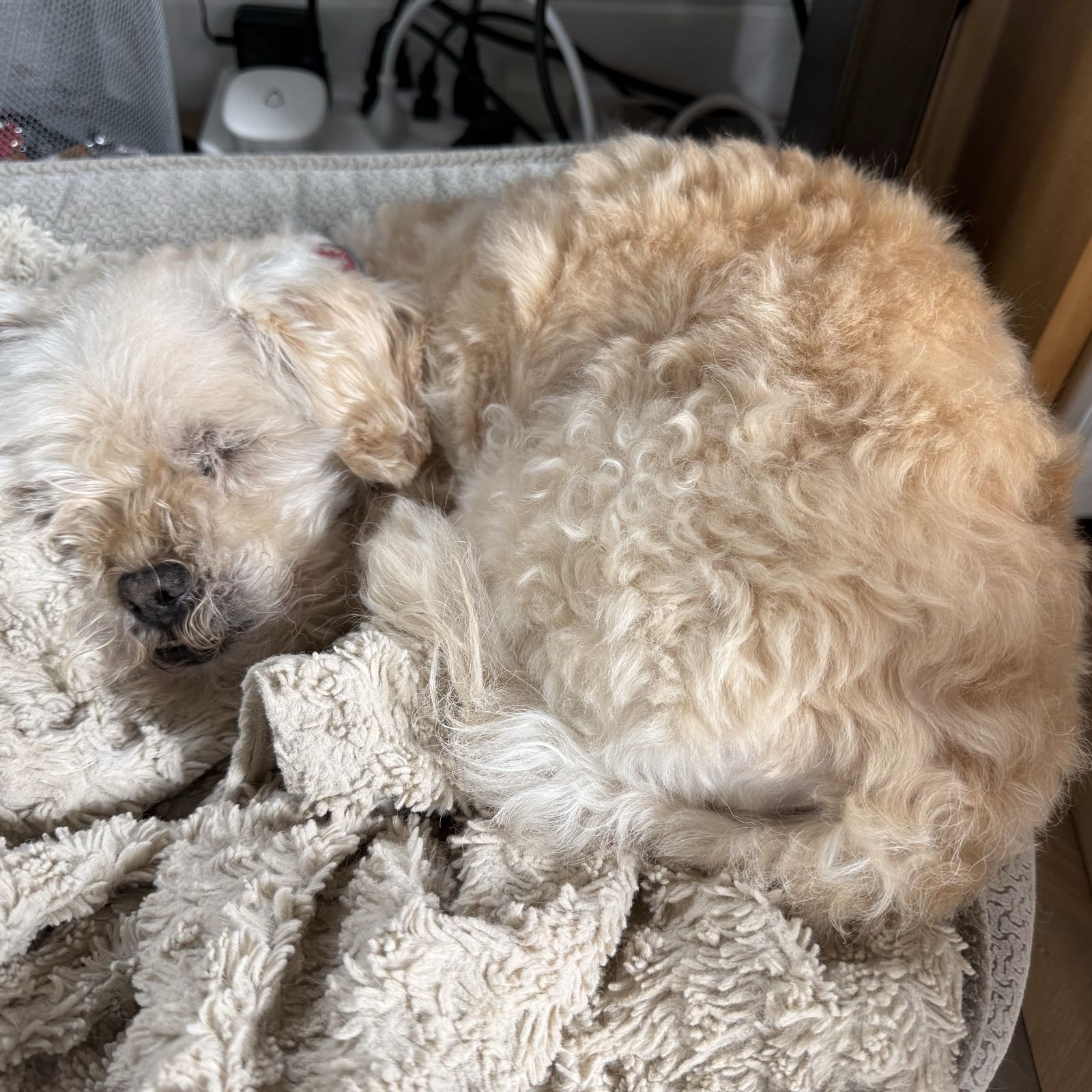 A dog sleeps on a dog bed.