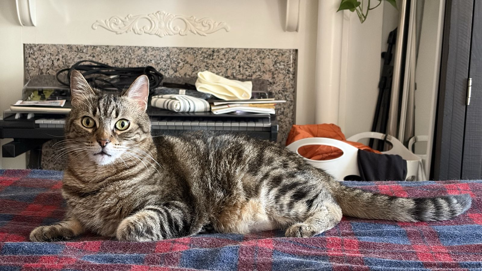A tabby cat is lying down and facing the camera.
