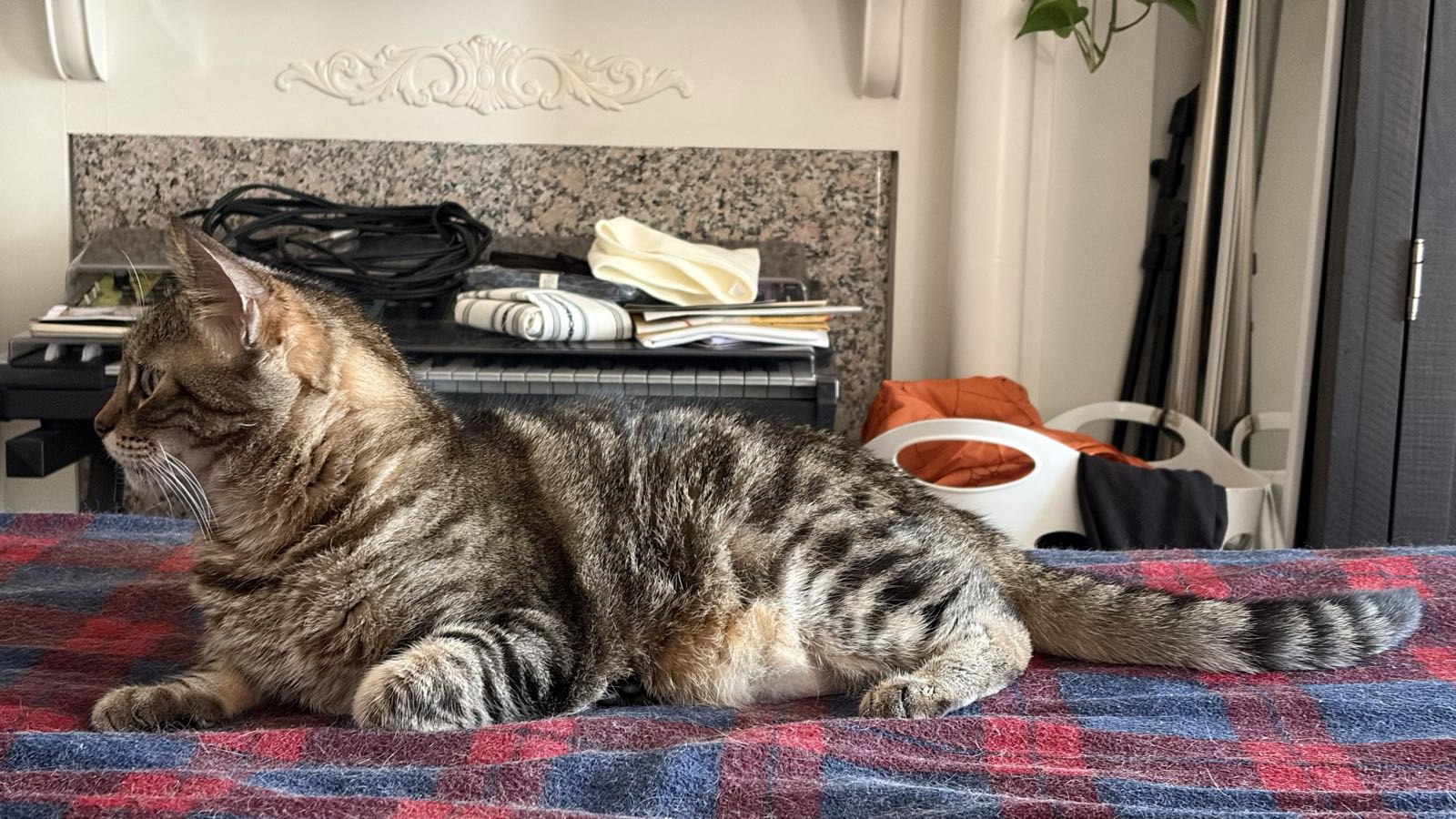 A tabby cat is facing left while lying down.