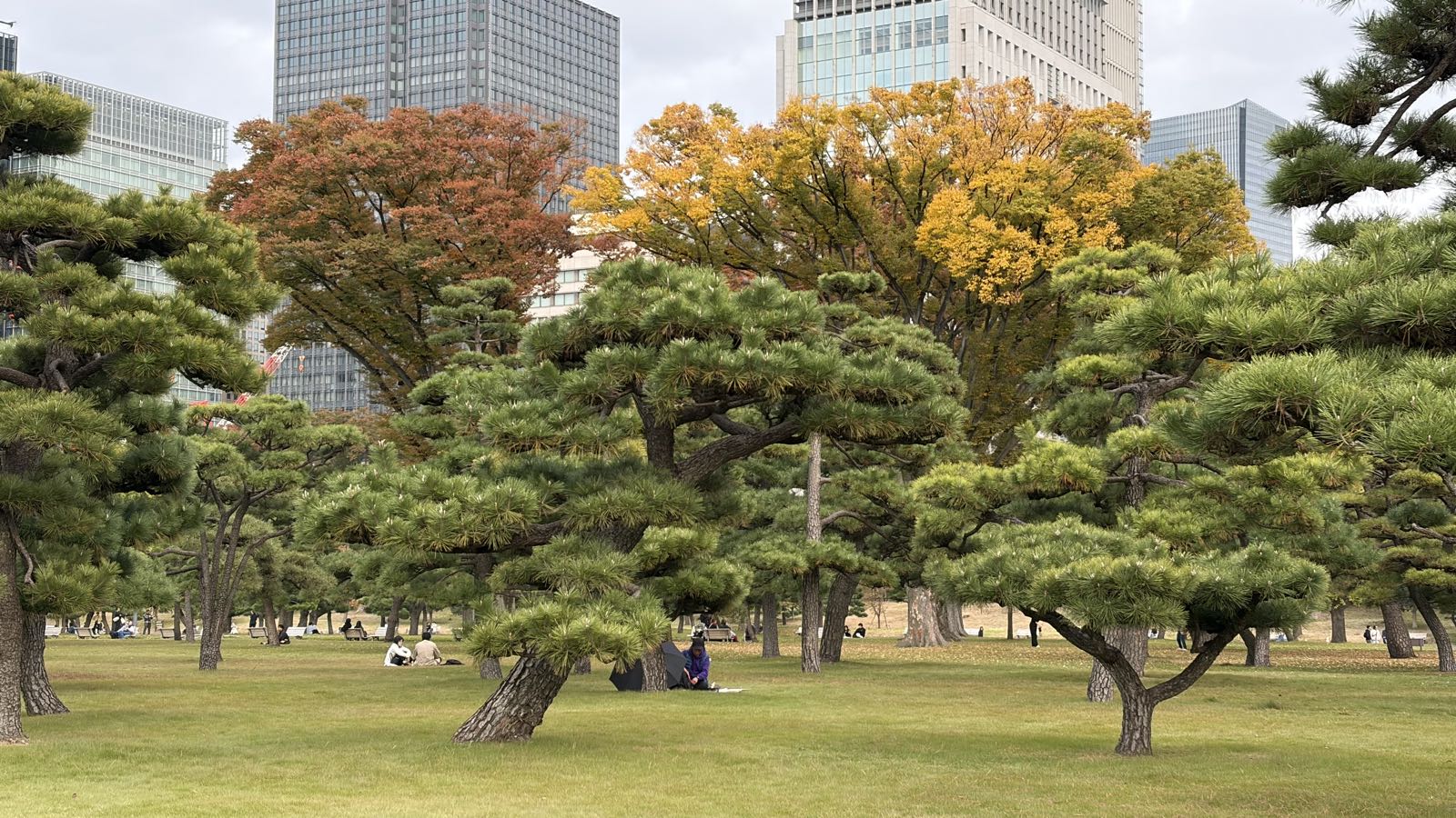 Leaves on some trees in a city park have begun turning autumnal colors.