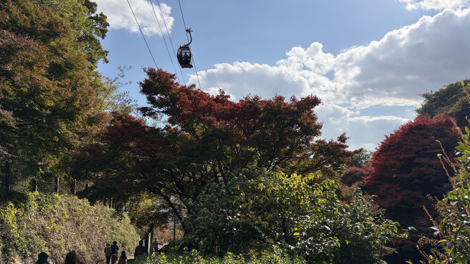 A red Japanese maple tree stands among other autumnal trees. A gondola passes by overhead.