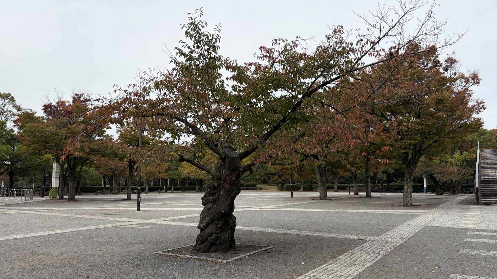 A single cherry tree’s leaves have begun turning autumnal colors.