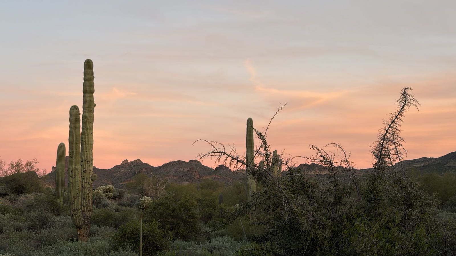 Some saguaro cactii and various other desert vegetation reach for a multicolored sky at sunset.