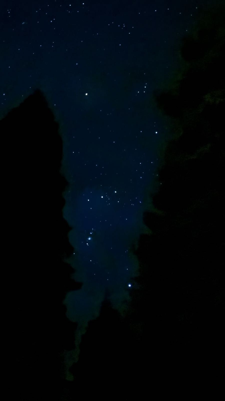 The constellation Orion glows brightly in a dark night sky. There are dark evergreen trees on either side of the constellation.