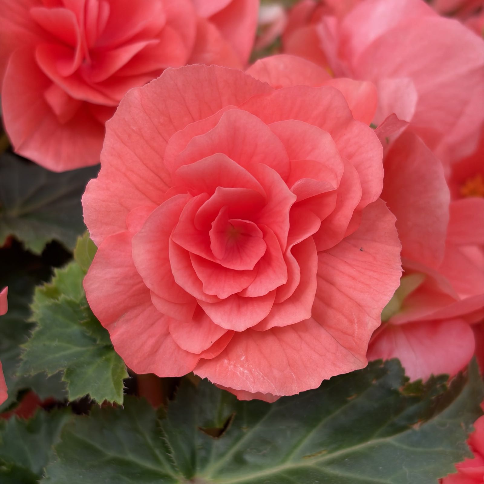 Close up shot of a pink begonia.