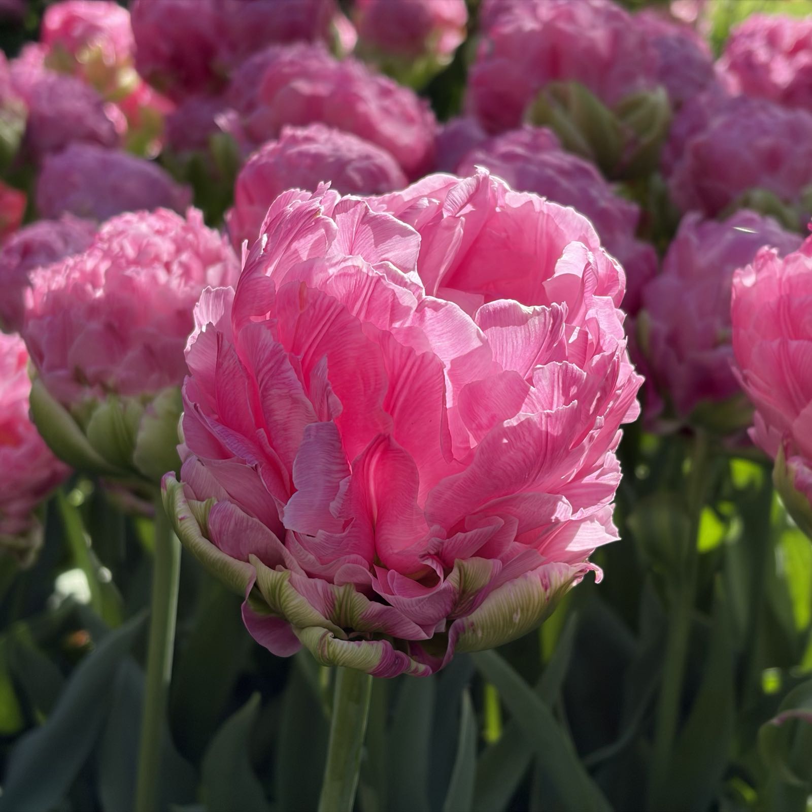 A pink double tulip stands in the foreground. Some similar flowers are in the background. The tulip looks almost fluffy because of its many layers.