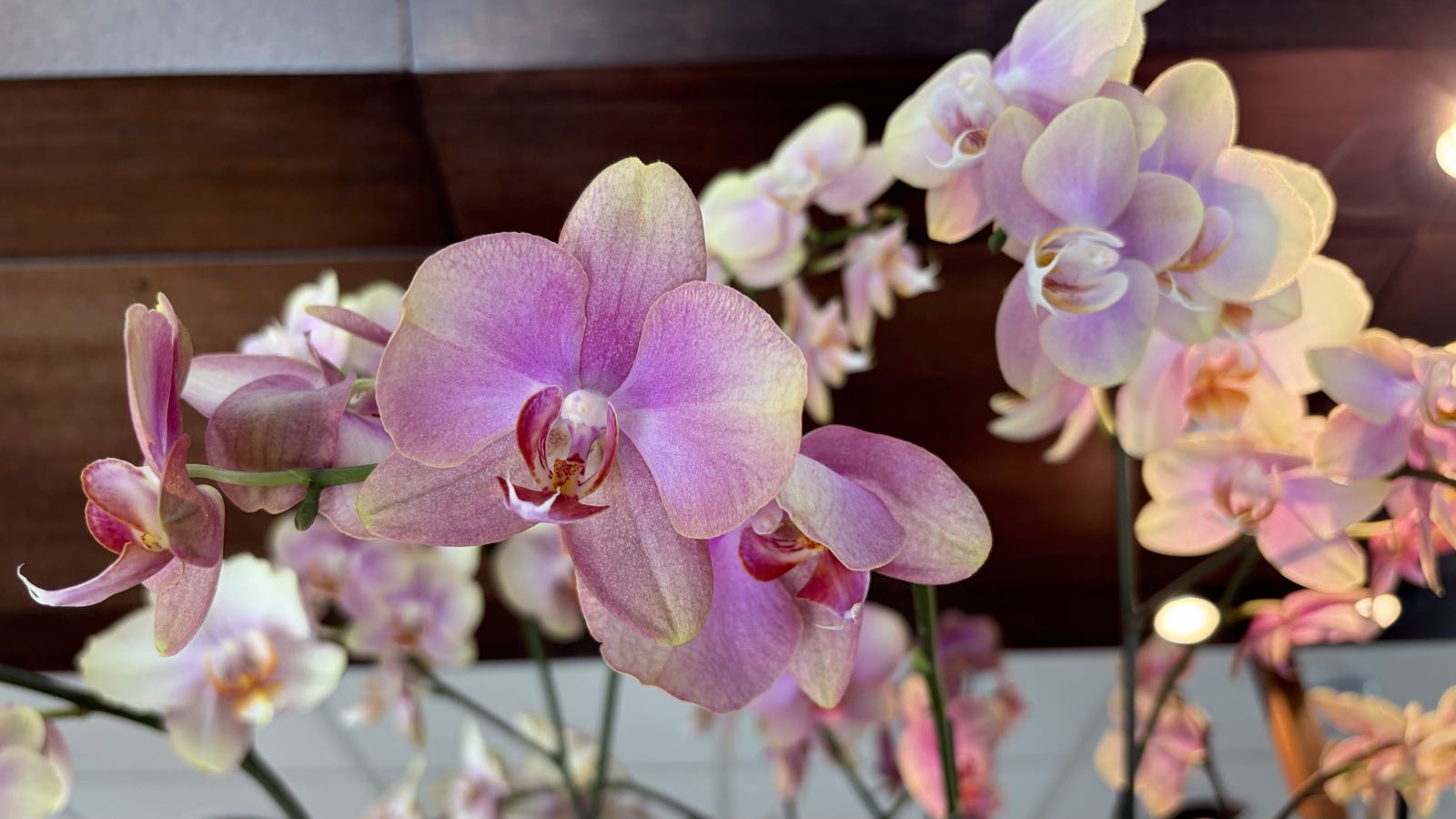 A strand of pink and white orchids.
