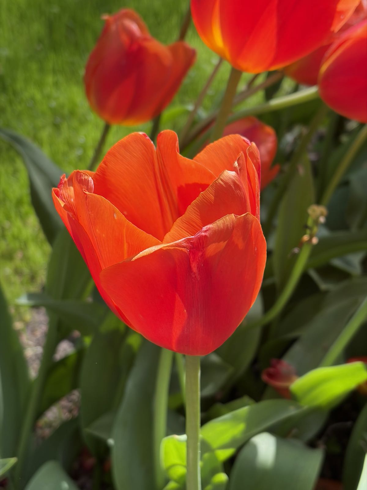 A close-up image of an orange tulip on a sunny day.