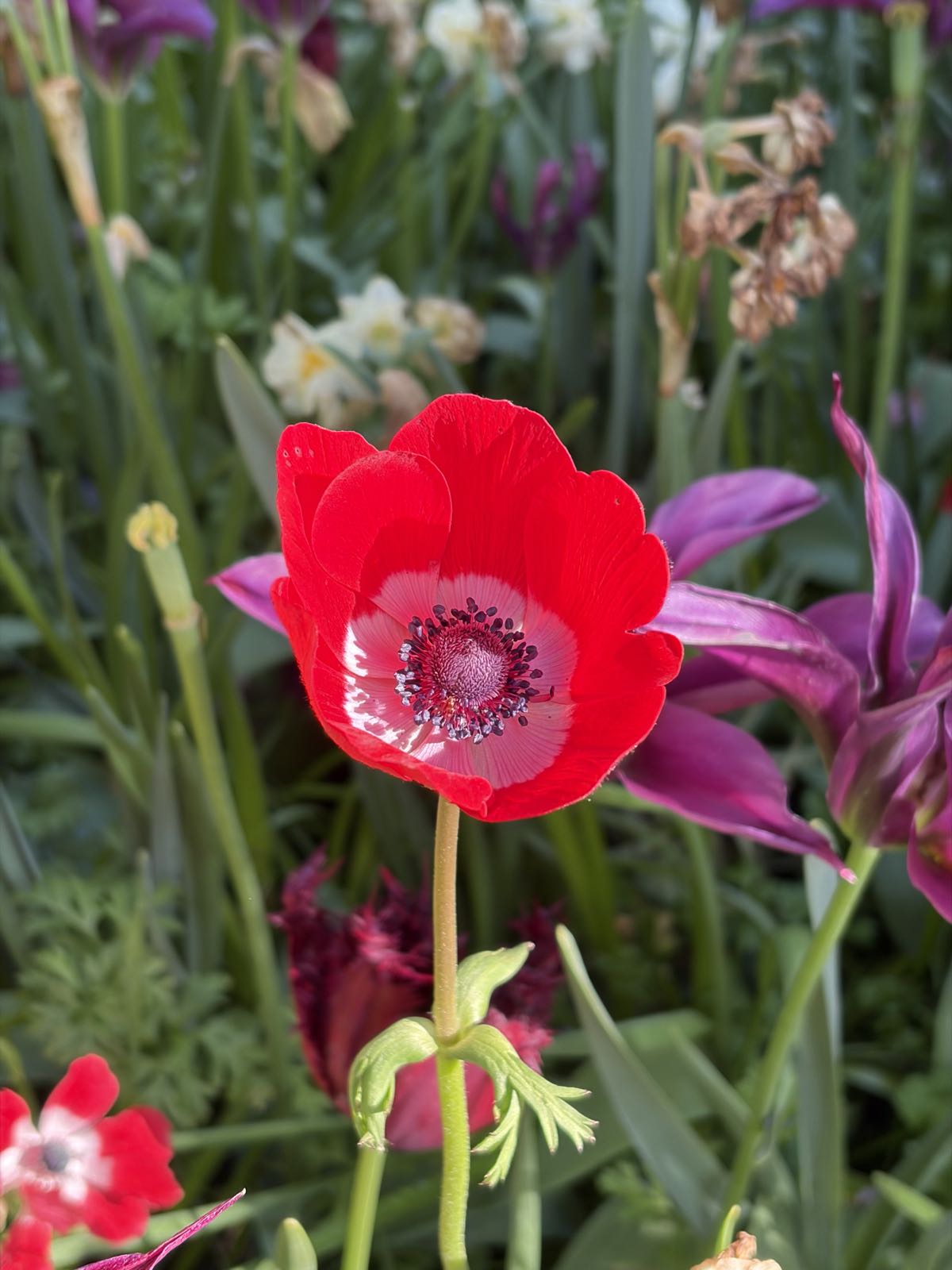 A head-on photo of a red tulip with a pink interior.