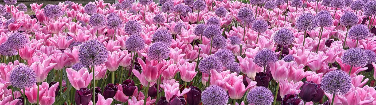 A field of pink tulips is broken up by purple allium poking through.