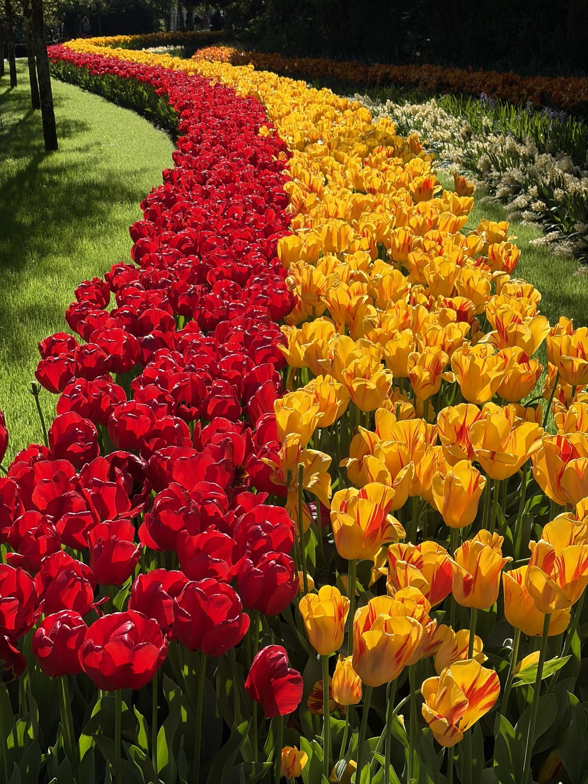 Two rows of tulips, one red, one yellow, stretches away from the camrea, veering to the left at the top of the photo.